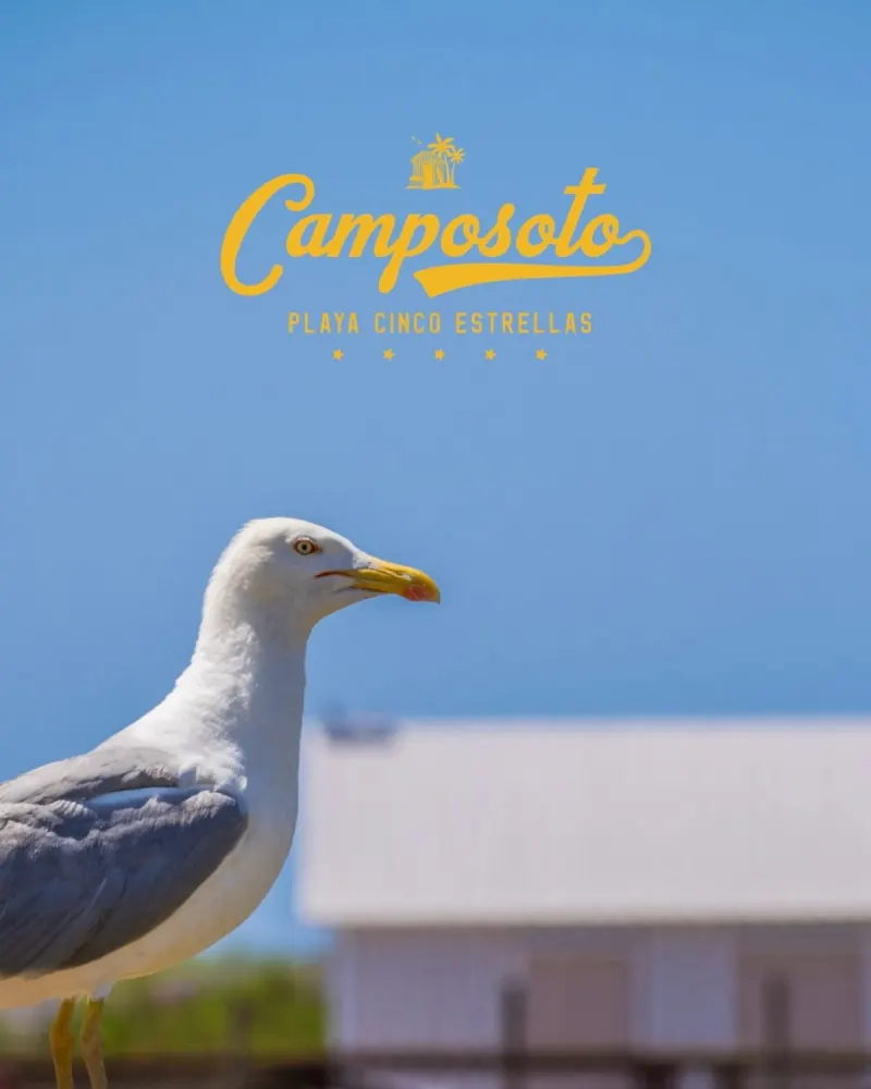 Gaviota en Playa Camposoto